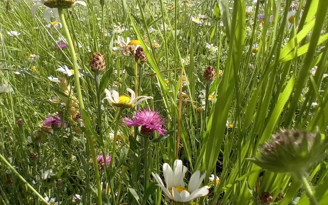 Concours Prairies Fleuris