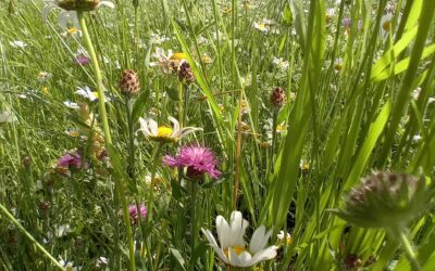 Concours Prairies Fleuris
