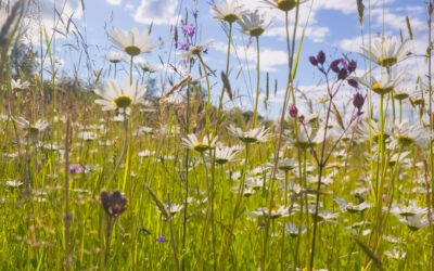 Concours des prairies fleuries