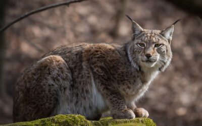 Explore ton Jura 2026
